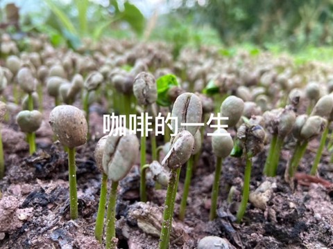 我的世界咖啡豆怎么种[图1]